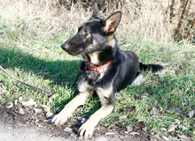 GALOCA, Hund, Deutscher Schäferhund in Ungarn - Bild 7