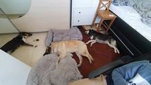 MOLLY, Hund, Mischlingshund in Stammham - Bild 2