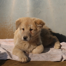 HANNES, Hund, Mischlingshund in Griechenland - Bild 13