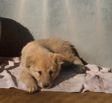 HANNES, Hund, Mischlingshund in Griechenland - Bild 15