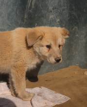 HANNES, Hund, Mischlingshund in Griechenland - Bild 18