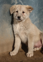 HANNES, Hund, Mischlingshund in Griechenland - Bild 19