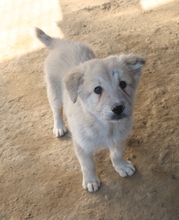 HANNES, Hund, Mischlingshund in Griechenland - Bild 4