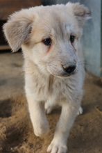 HANNES, Hund, Mischlingshund in Griechenland - Bild 5