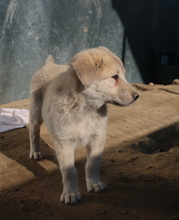 HANNES, Hund, Mischlingshund in Griechenland - Bild 7