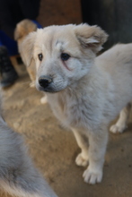 HANNES, Hund, Mischlingshund in Griechenland - Bild 9