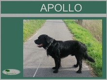 APOLLO, Hund, Mischlingshund in Overath - Bild 2