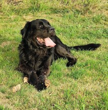 APOLLO, Hund, Mischlingshund in Overath - Bild 5