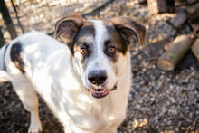 MARLON, Hund, Mischlingshund in Kroatien - Bild 1