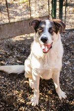 MARLON, Hund, Mischlingshund in Kroatien - Bild 2