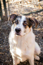 MARLON, Hund, Mischlingshund in Kroatien - Bild 3