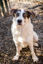 MARLON, Hund, Mischlingshund in Kroatien - Bild 4