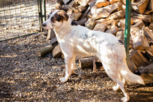 MARLON, Hund, Mischlingshund in Kroatien - Bild 5