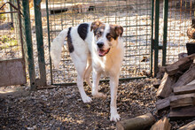 MARLON, Hund, Mischlingshund in Kroatien - Bild 6