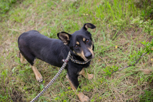 THOM, Hund, Mischlingshund in Kroatien - Bild 4