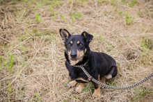 THOM, Hund, Mischlingshund in Kroatien - Bild 6