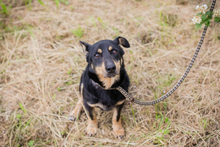 THOM, Hund, Mischlingshund in Kroatien - Bild 7