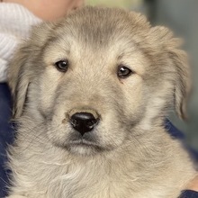 JAKO, Hund, Mischlingshund in Griechenland - Bild 1