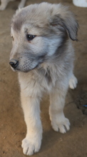 JAKO, Hund, Mischlingshund in Griechenland - Bild 13