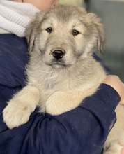 JAKO, Hund, Mischlingshund in Griechenland - Bild 18