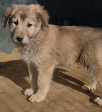 JAKO, Hund, Mischlingshund in Griechenland - Bild 29