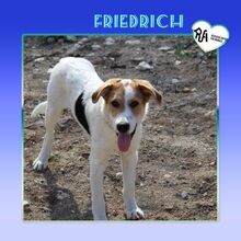 FRIEDRICH, Hund, Mischlingshund in Bulgarien - Bild 1