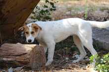 FRIEDRICH, Hund, Mischlingshund in Bulgarien - Bild 3