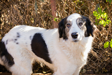 MINA, Hund, Mischlingshund in Kroatien - Bild 2