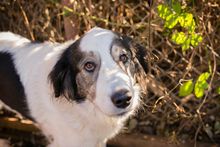 MINA, Hund, Mischlingshund in Kroatien - Bild 4