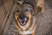 MIMI, Hund, Mischlingshund in Kroatien - Bild 1