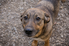 MIMI, Hund, Mischlingshund in Kroatien - Bild 2