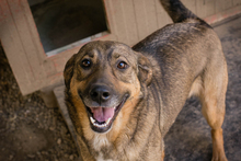 MIMI, Hund, Mischlingshund in Kroatien - Bild 3