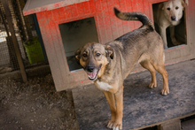 MIMI, Hund, Mischlingshund in Kroatien - Bild 4