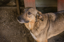 MIMI, Hund, Mischlingshund in Kroatien - Bild 5