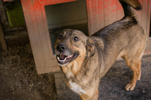 MIMI, Hund, Mischlingshund in Kroatien - Bild 6