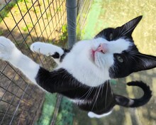 JUBI, Katze, Europäisch Kurzhaar in Spanien - Bild 7