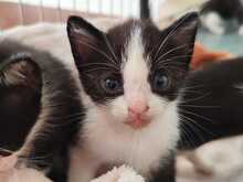 JUBI, Katze, Europäisch Kurzhaar in Spanien - Bild 8