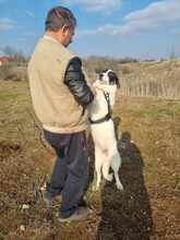 SHARY, Hund, Herdenschutzhund-Mix in Rumänien - Bild 4