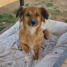 FILI, Hund, Mischlingshund in Griechenland