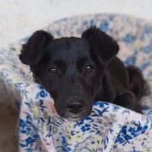 RAJANI, Hund, Terrier-Mix in Griechenland