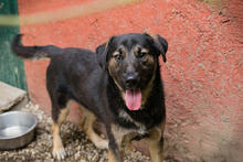 MAXI, Hund, Mischlingshund in Kroatien - Bild 3