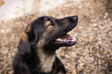 MAXI, Hund, Mischlingshund in Kroatien - Bild 6