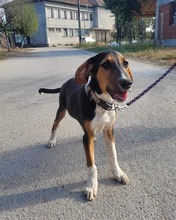 BENNY, Hund, Mischlingshund in Bulgarien - Bild 5