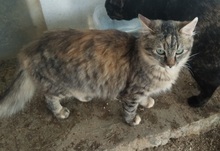 CATWOMAN, Katze, Europäisch Kurzhaar in Spanien - Bild 4