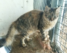 CATWOMAN, Katze, Europäisch Kurzhaar in Spanien - Bild 5