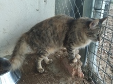 CATWOMAN, Katze, Europäisch Kurzhaar in Spanien - Bild 6