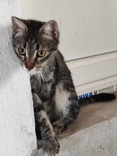 ALVA, Katze, Europäisch Kurzhaar in Bulgarien - Bild 3