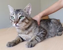 ANGEL, Katze, Europäisch Kurzhaar in Spanien - Bild 5