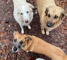 ZAIRA, Hund, Mischlingshund in Kleinmachnow - Bild 10