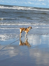 ZAIRA, Hund, Mischlingshund in Kleinmachnow - Bild 15